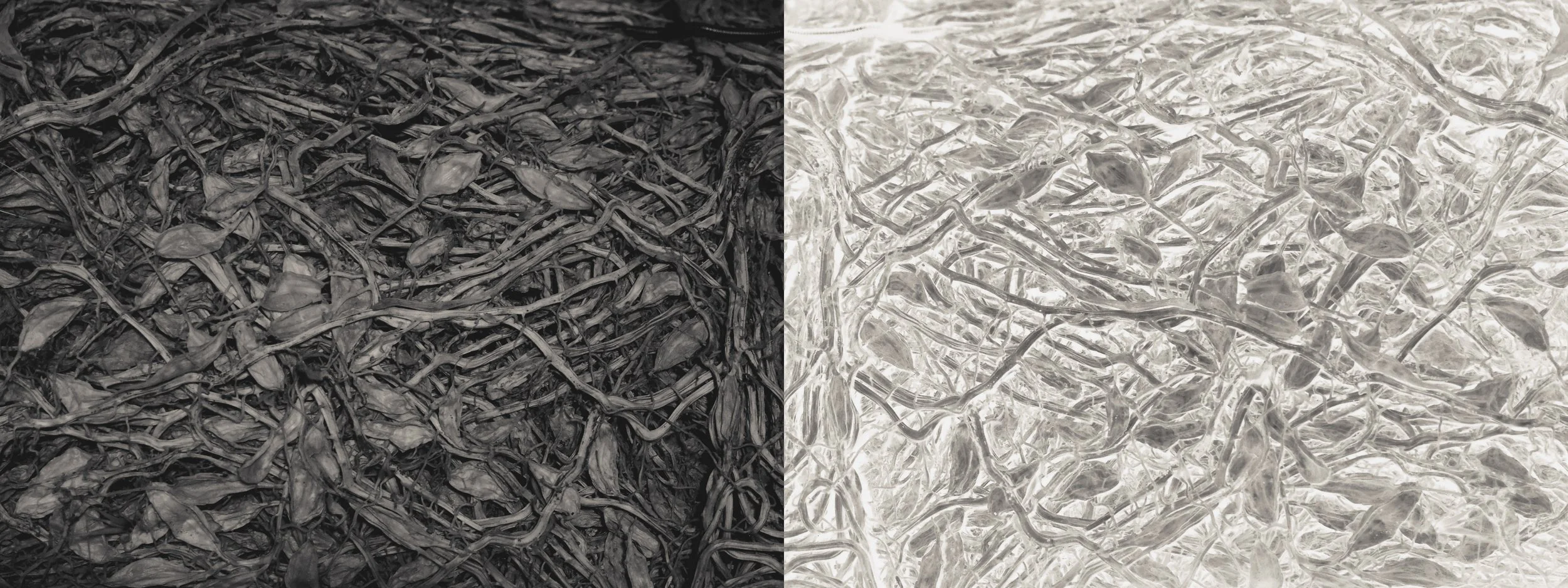 side by side copy.jpg