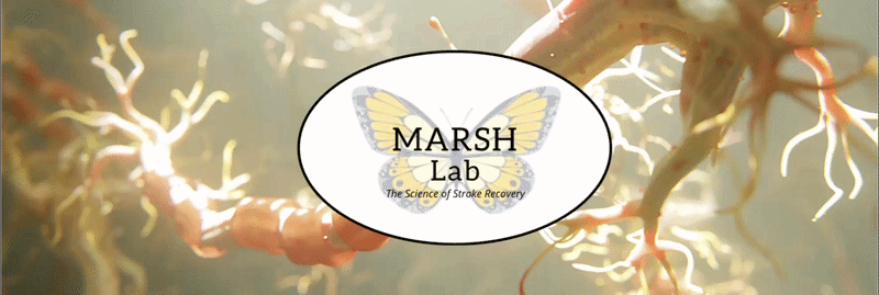 marsh lab banner.gif