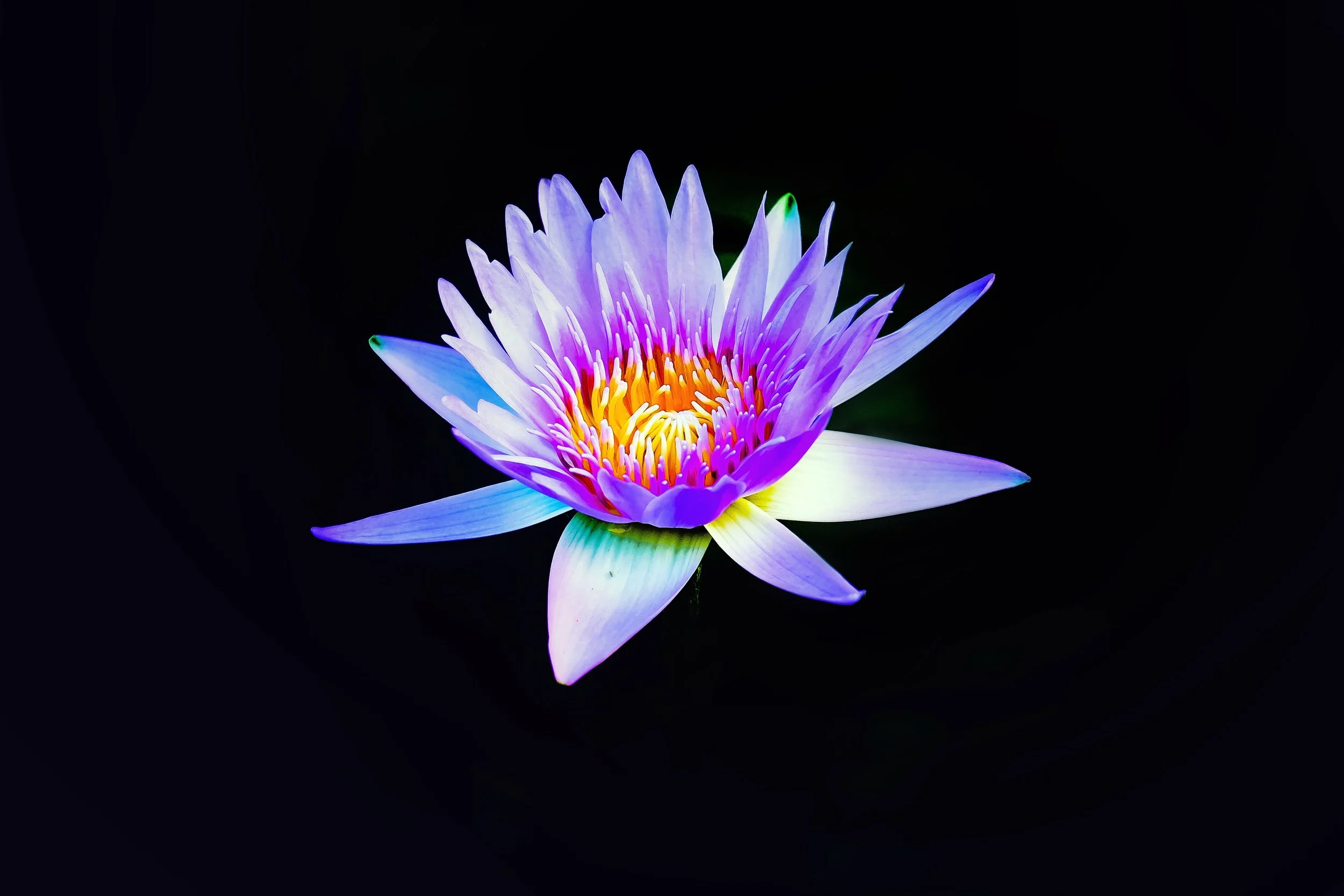 Shaw Acupuncture and East Asian Medicine