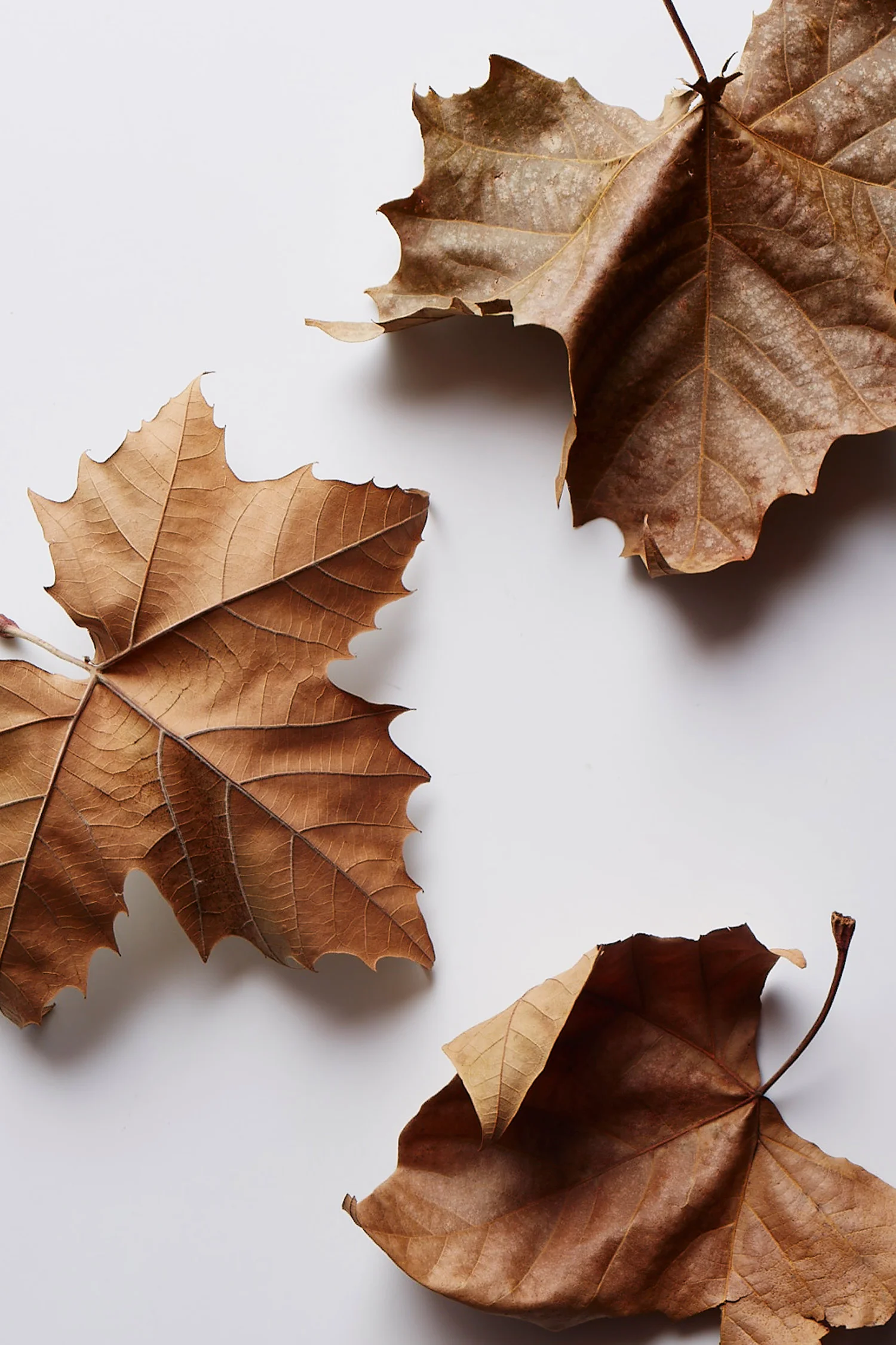 gc_leaves_1.jpg