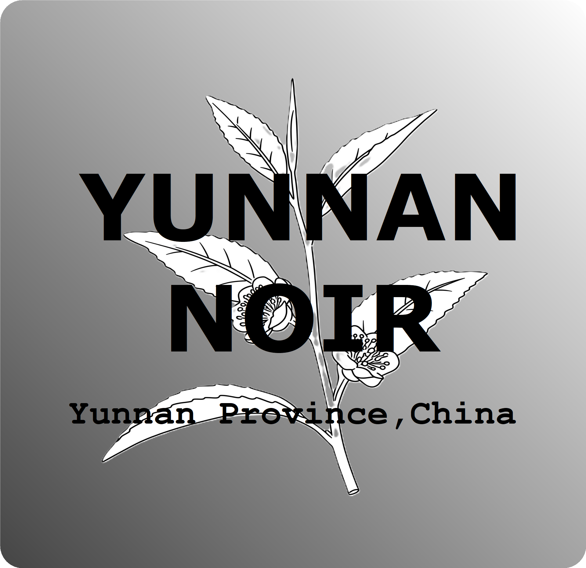 Yunnan Noir - Black Tea 2oz