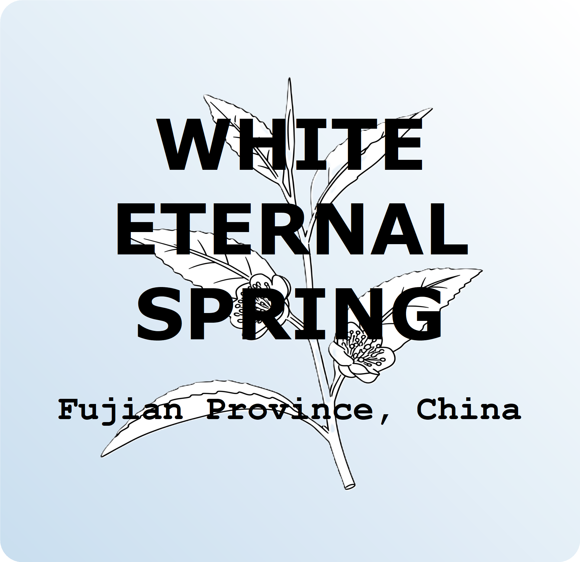 White Eternal Spring - White Tea 2oz