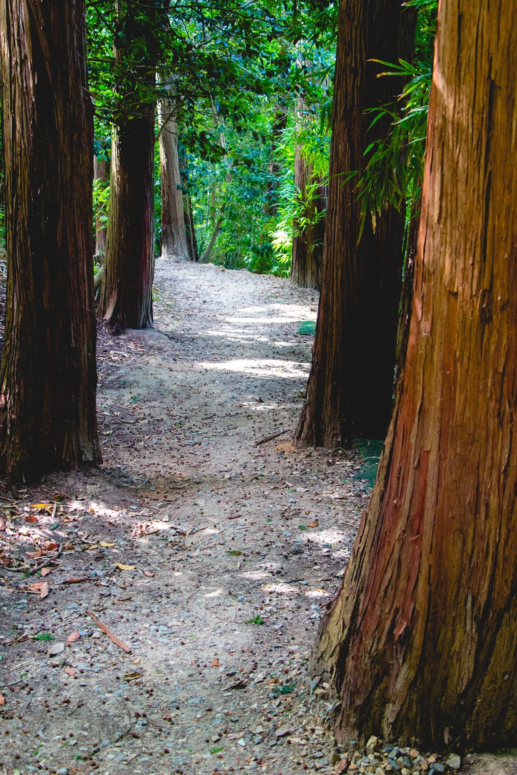 Redwood City-based Seer's stock nearly tripled in IPO, valuing company at over $3B