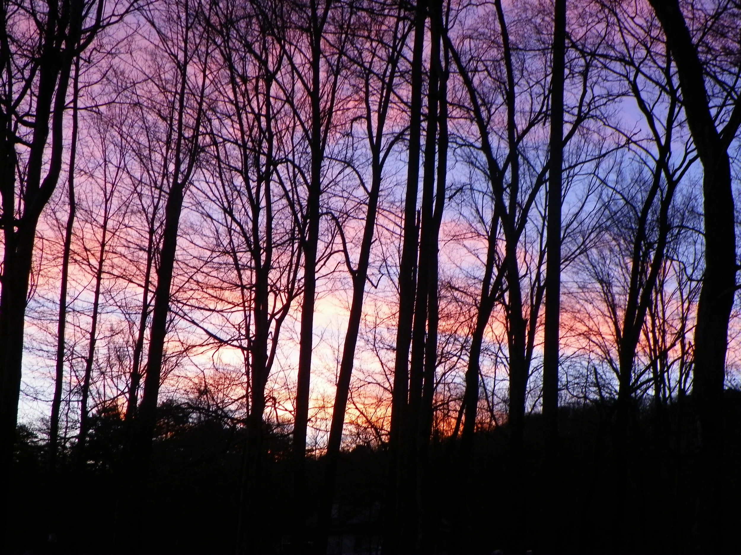view from garden 4-01-15.jpg