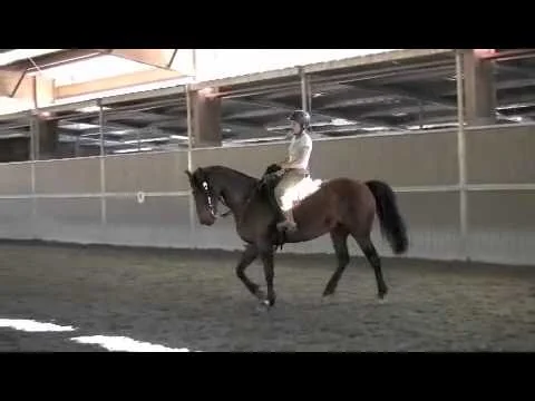 Rocky Mountain Horse - Gaits