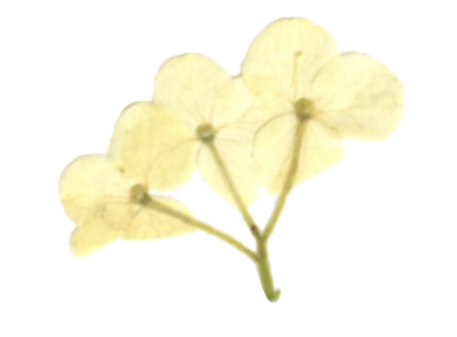 cream-tri.png