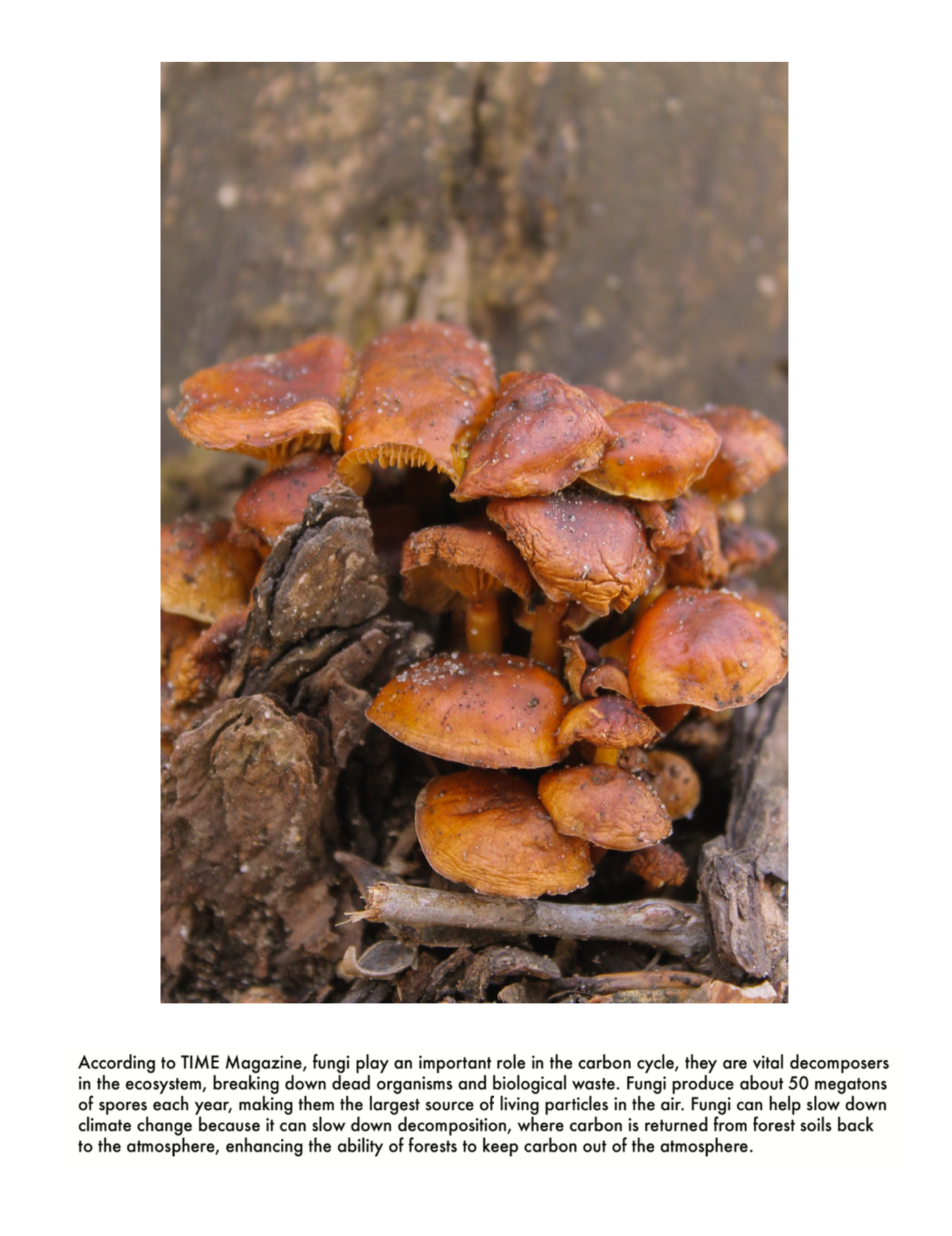 Screen Shot 2021-05-04 at 1.43.53 PM.png