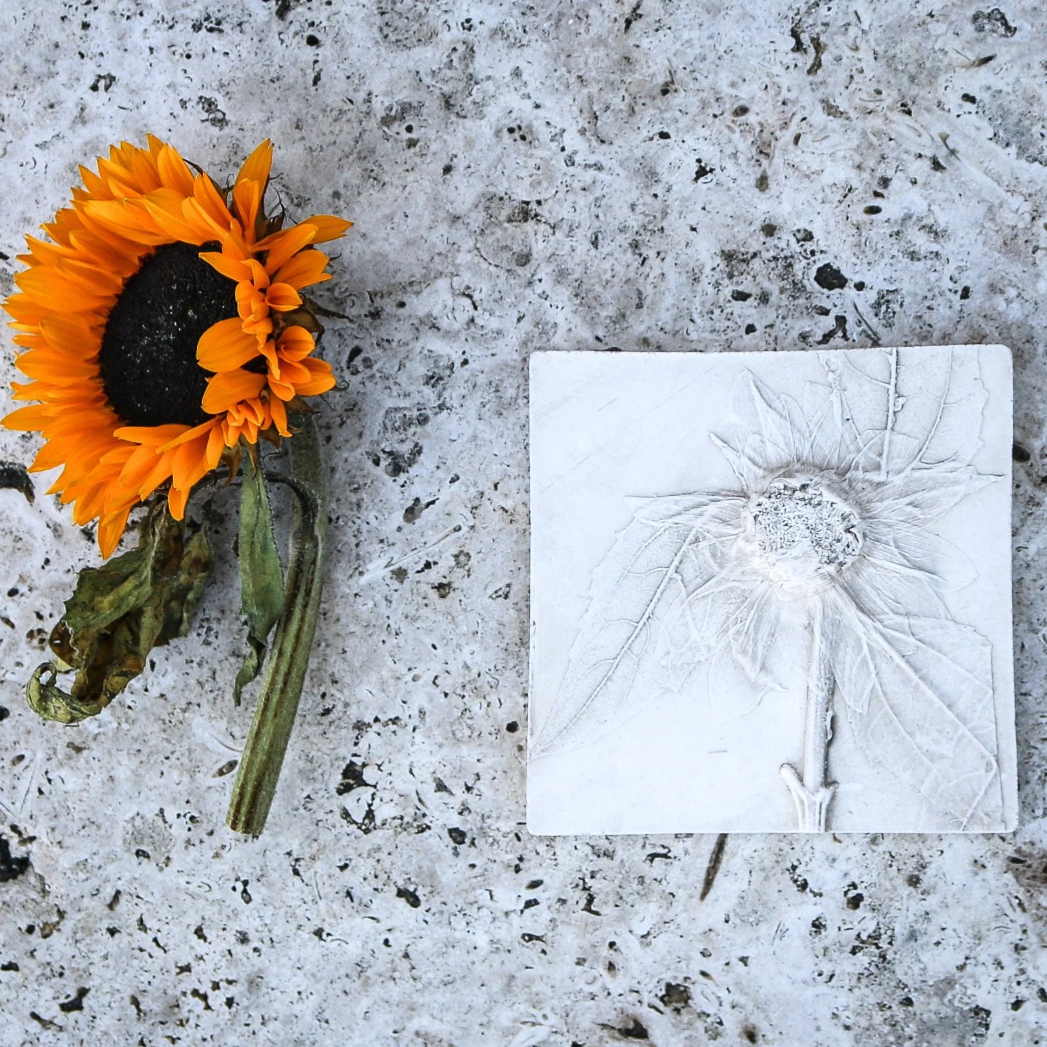 Sunflower Botanical Print tile