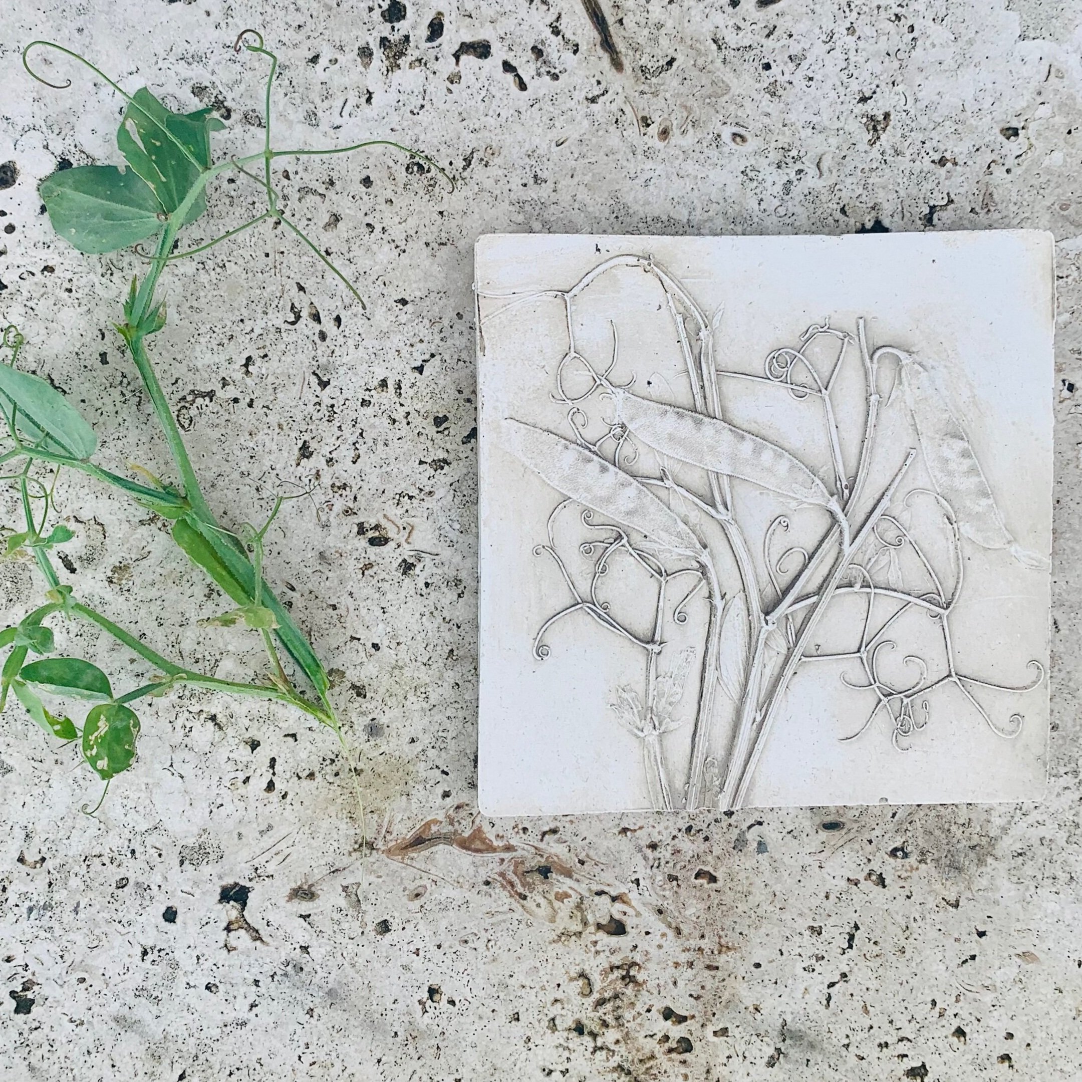 Sweet Pea Botanical Print Tile