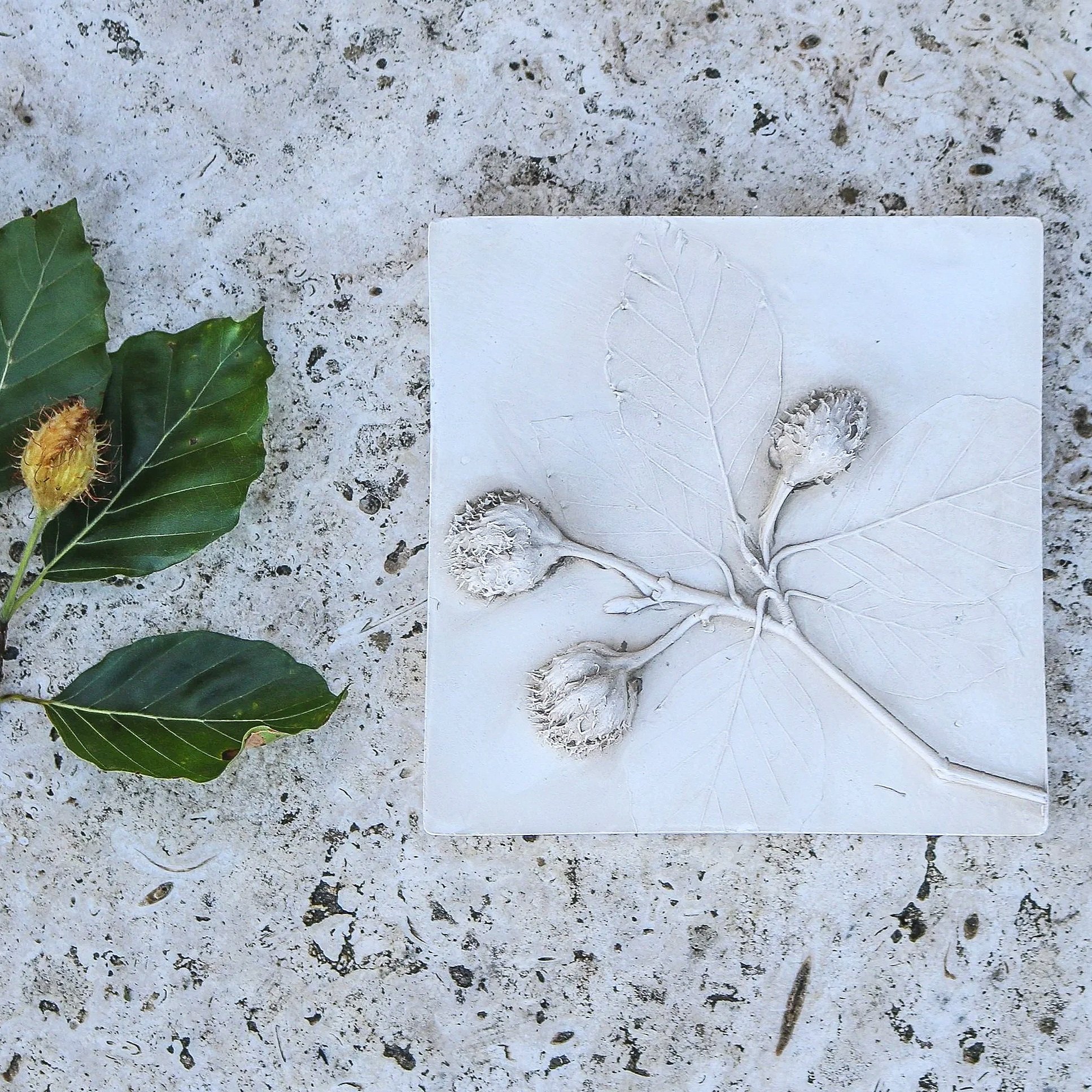 Beech Nut Tree Botanical Print Tile (SSF Special)