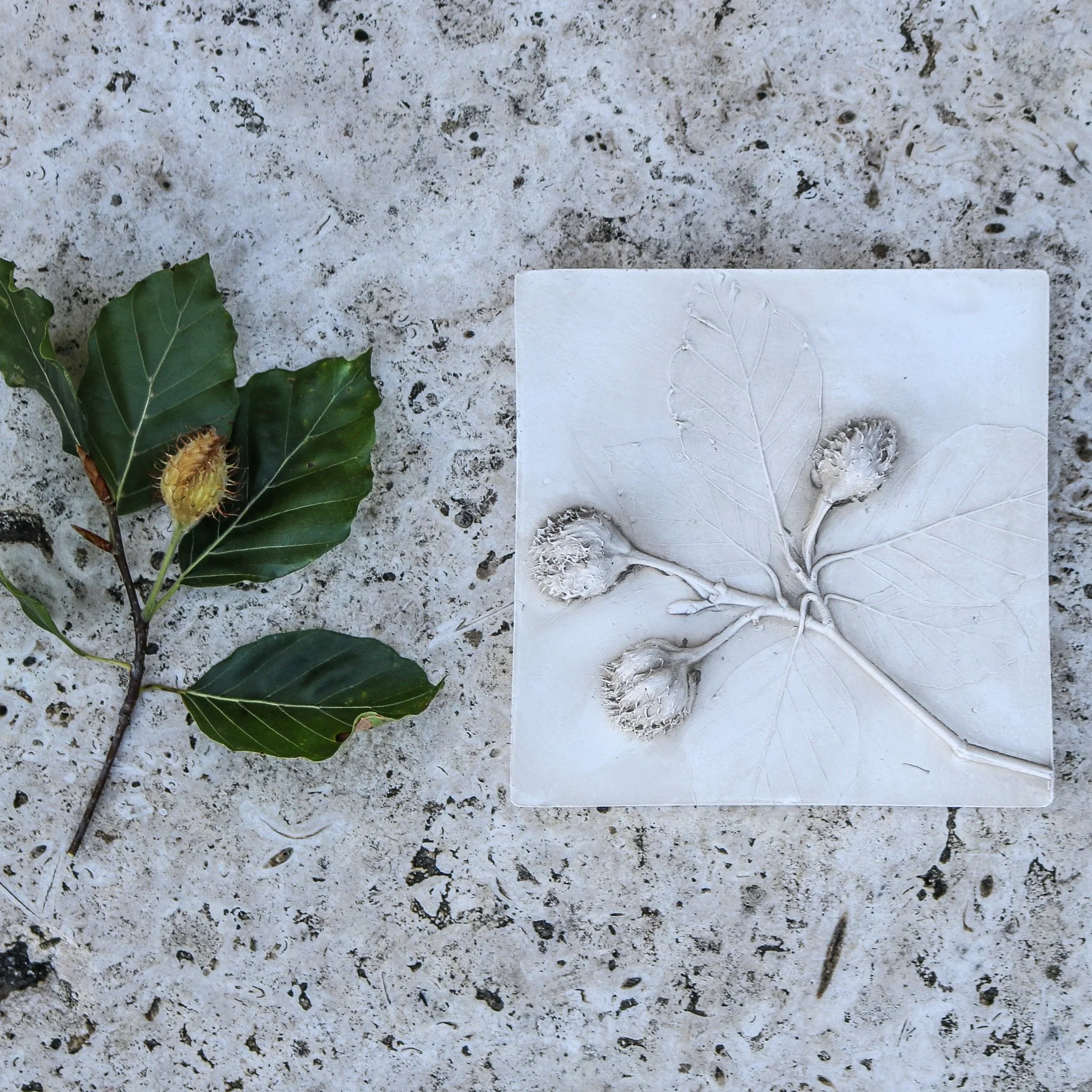 Beech Nut Tree Botanical Print Tile