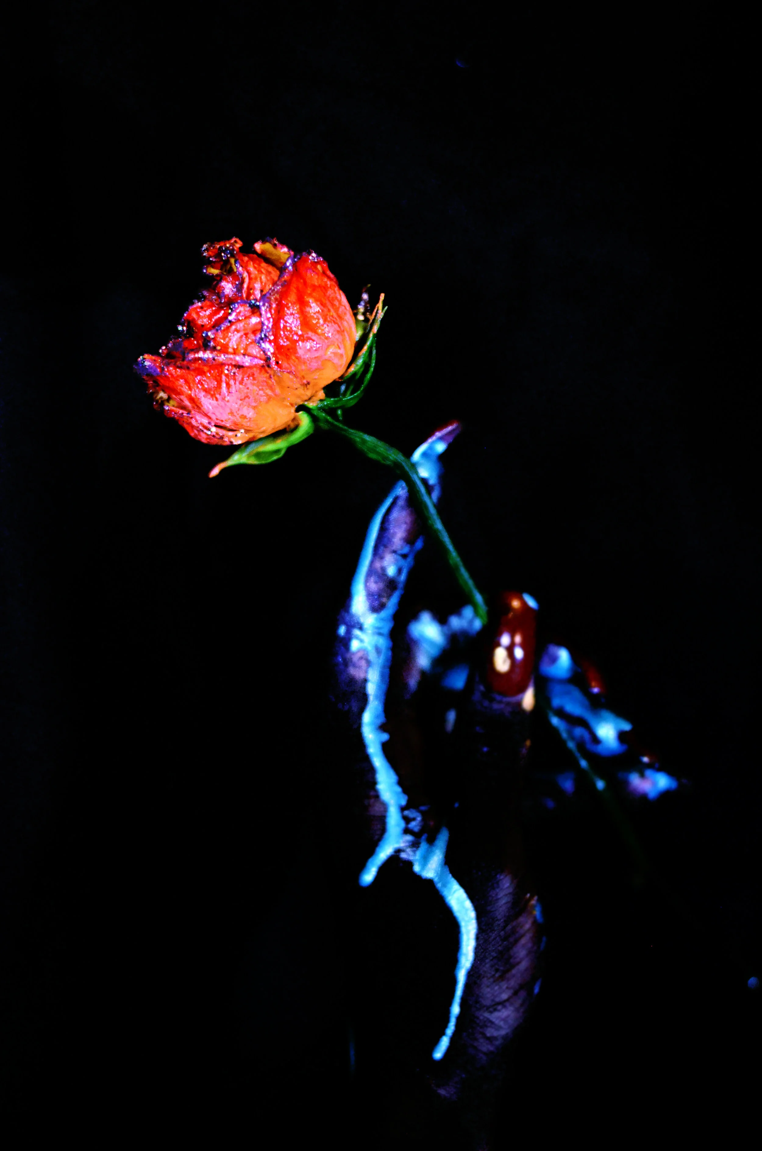 DSC_4786.jpg
