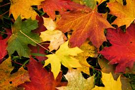 fall color leaves.jpg
