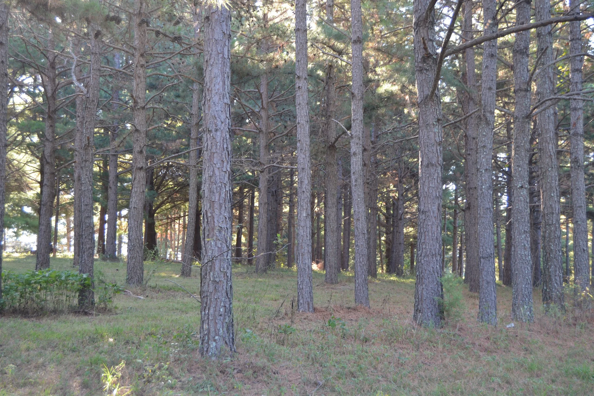 Pike County Woodland Workshop