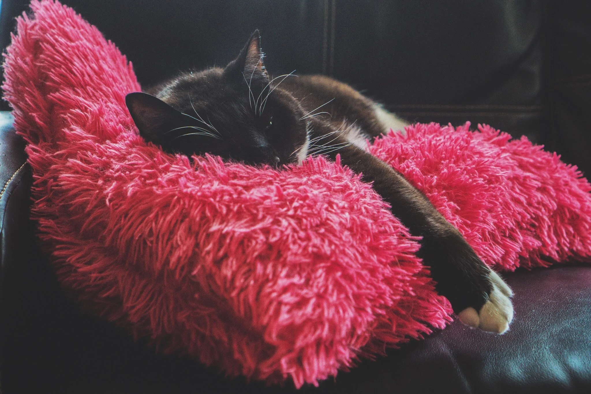 animals (3).jpg