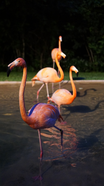 animals (4).png