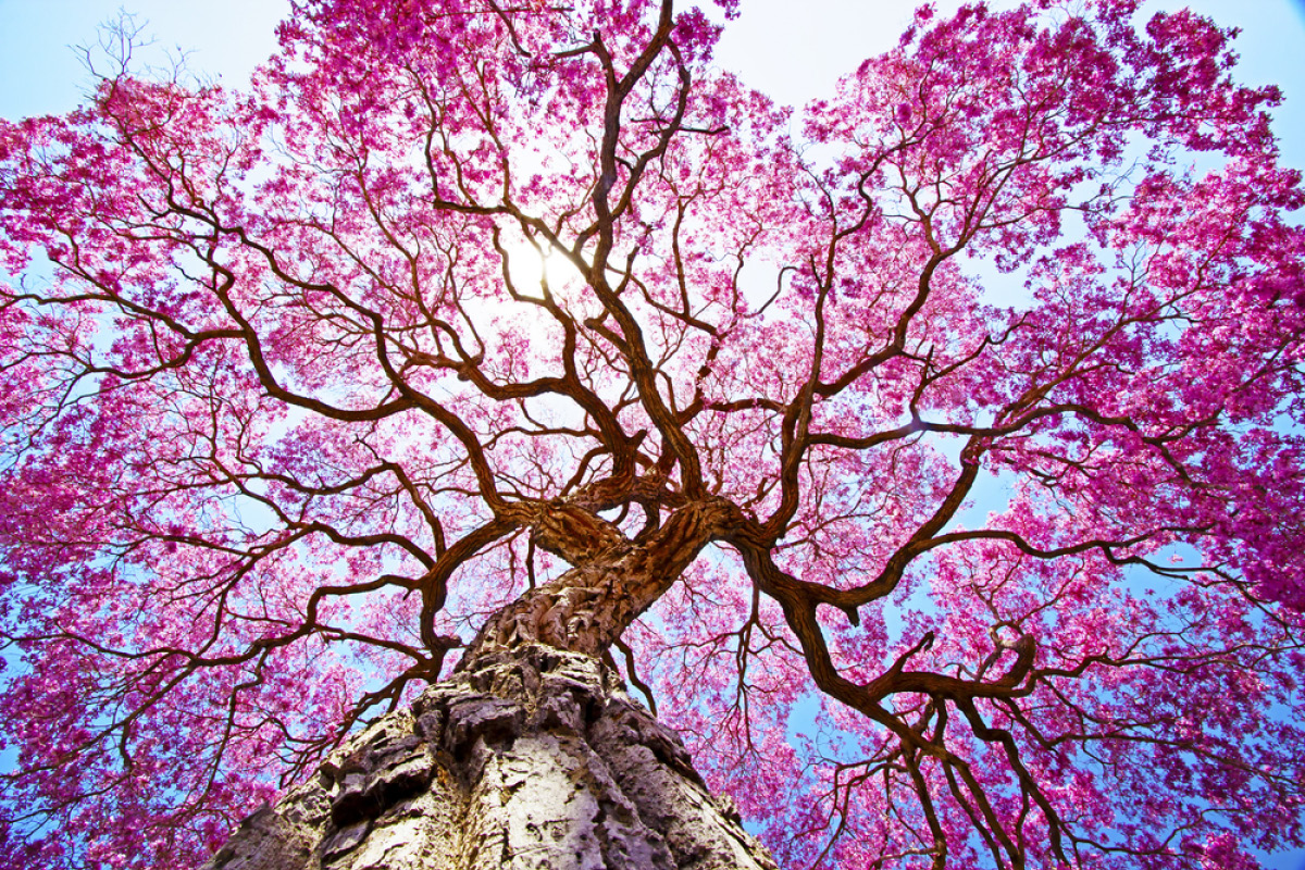 tree.jpg