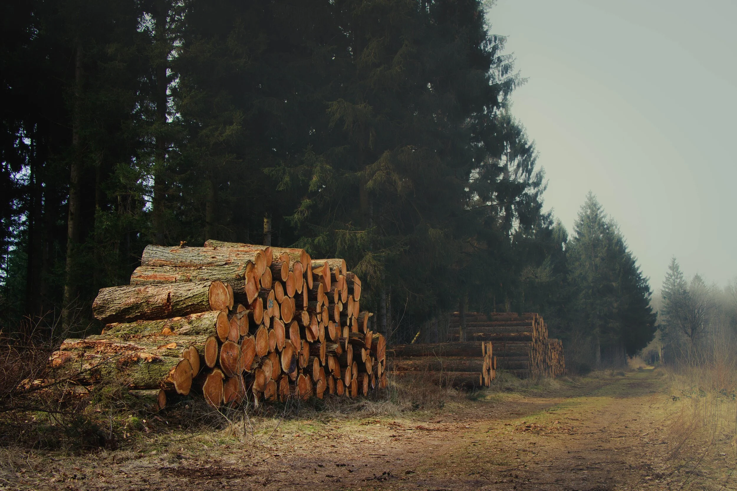MADERA FSC.jpg