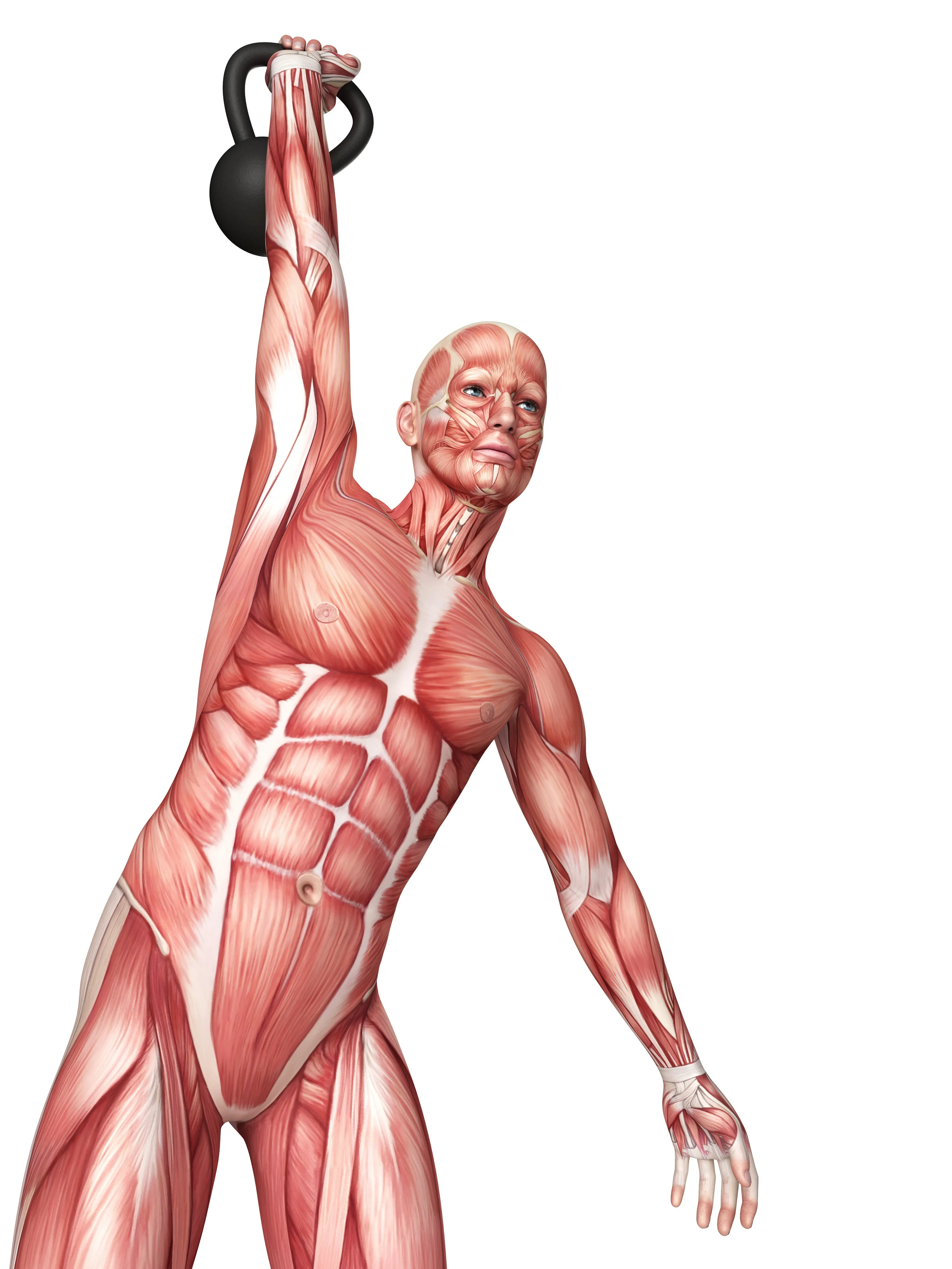 Muscular Strength.jpg