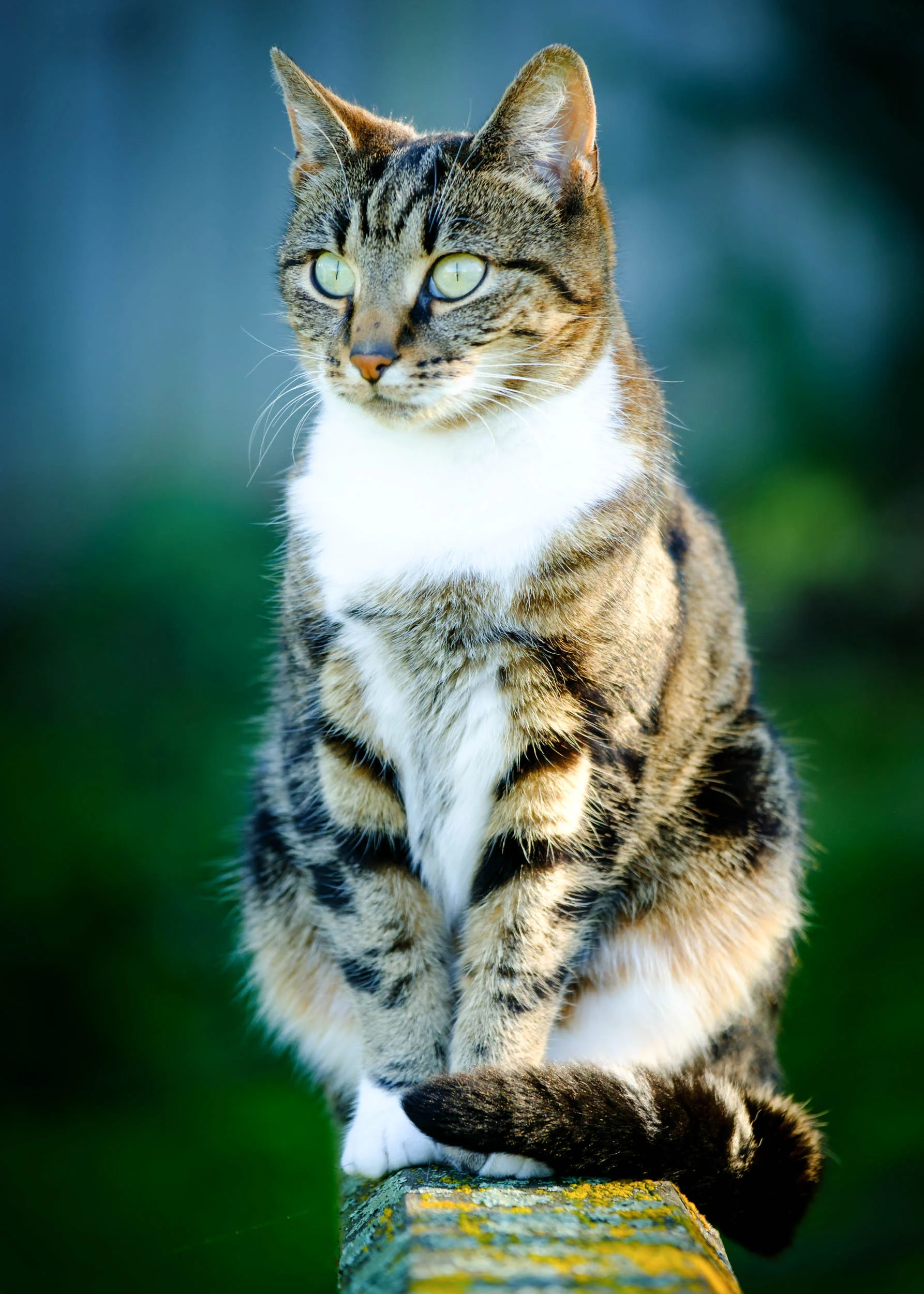 Cat portrait photography