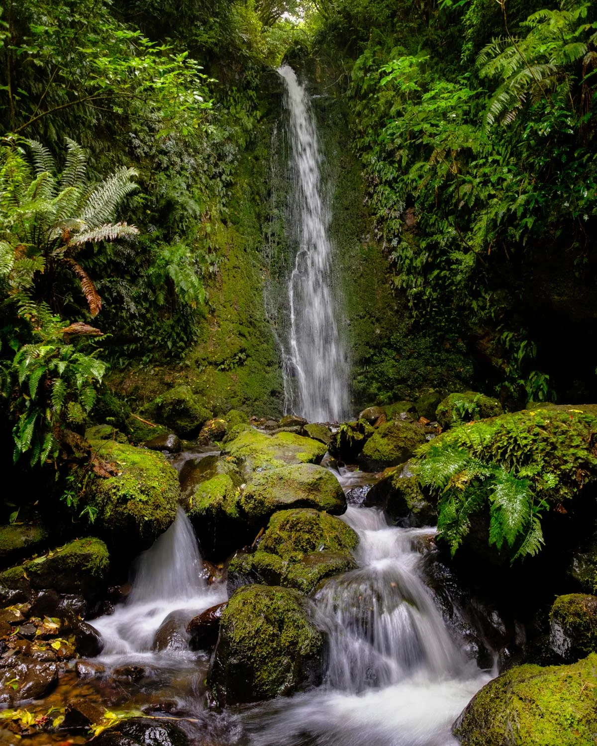 Nicols Falls