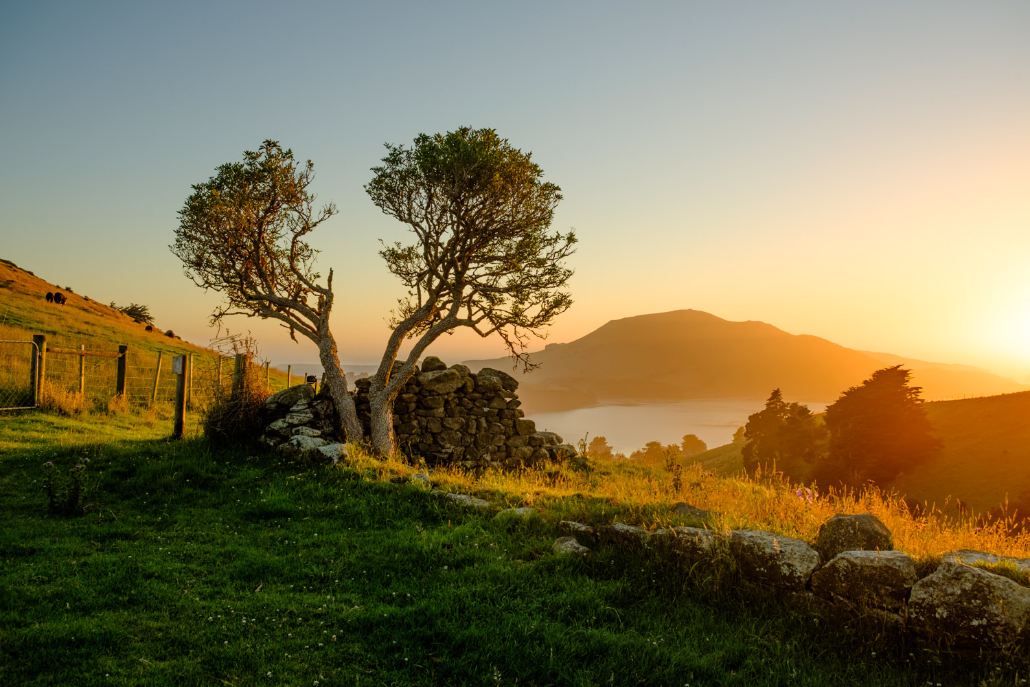 The Heartbreak Tree - Summer-.jpg