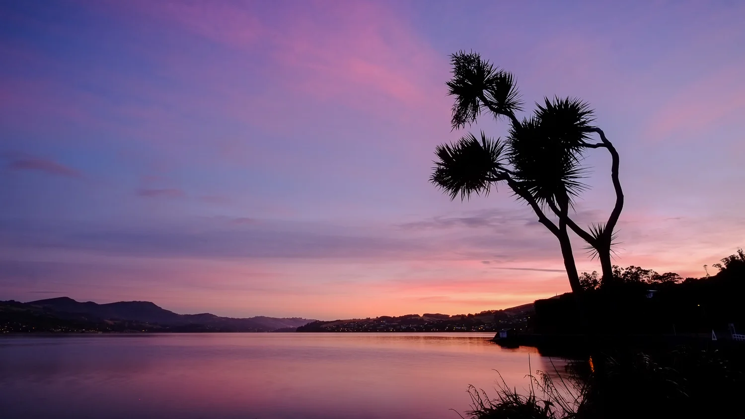Cabbage Tree - Otago Peninsula