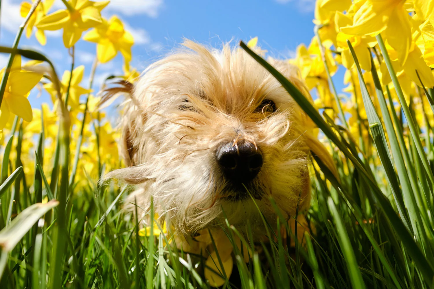 Pet Photography in Dunedin with Trev Hill