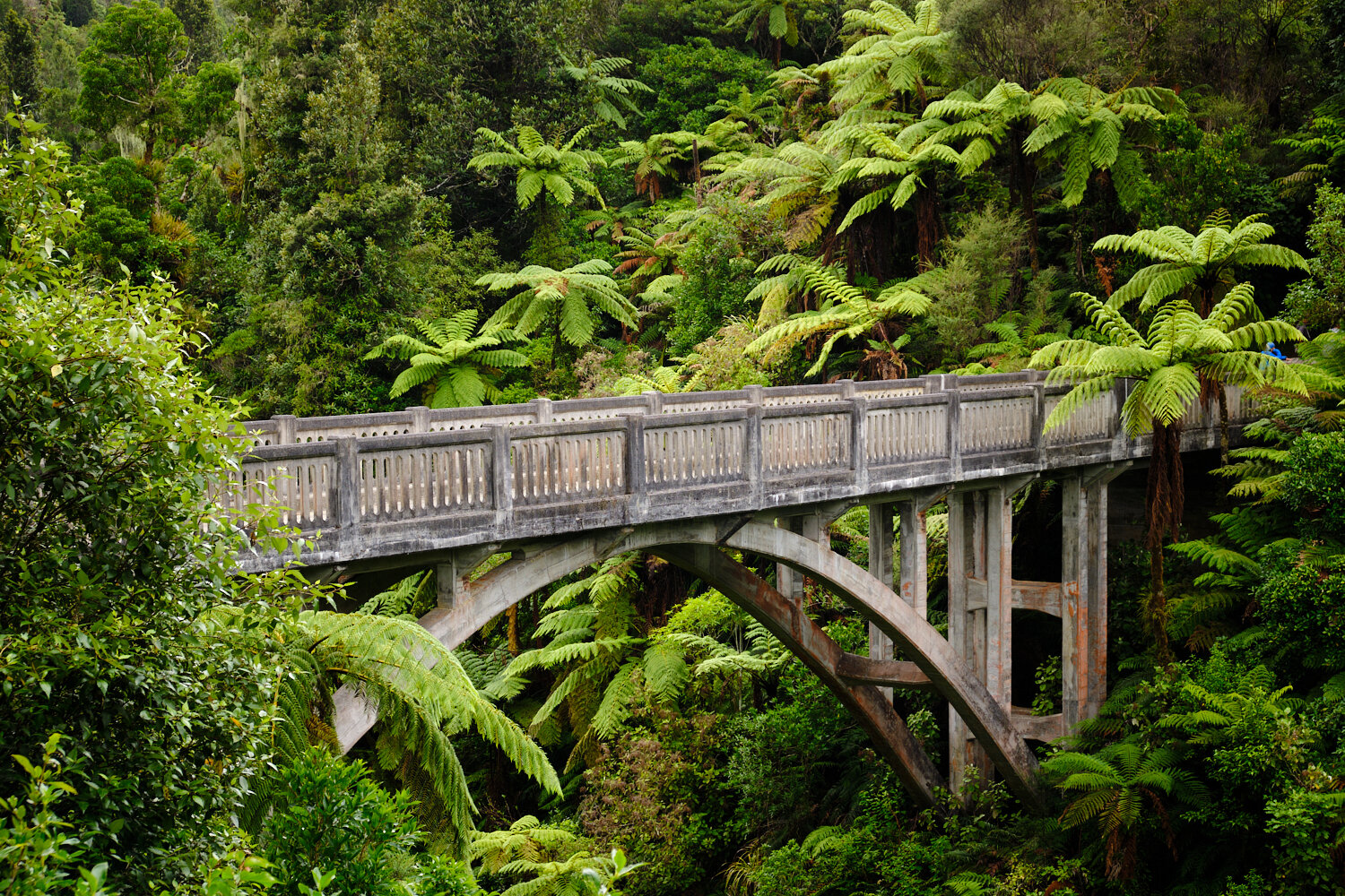 Whanganui River Canoe Adventure Trev Hill Dunedin Photographer