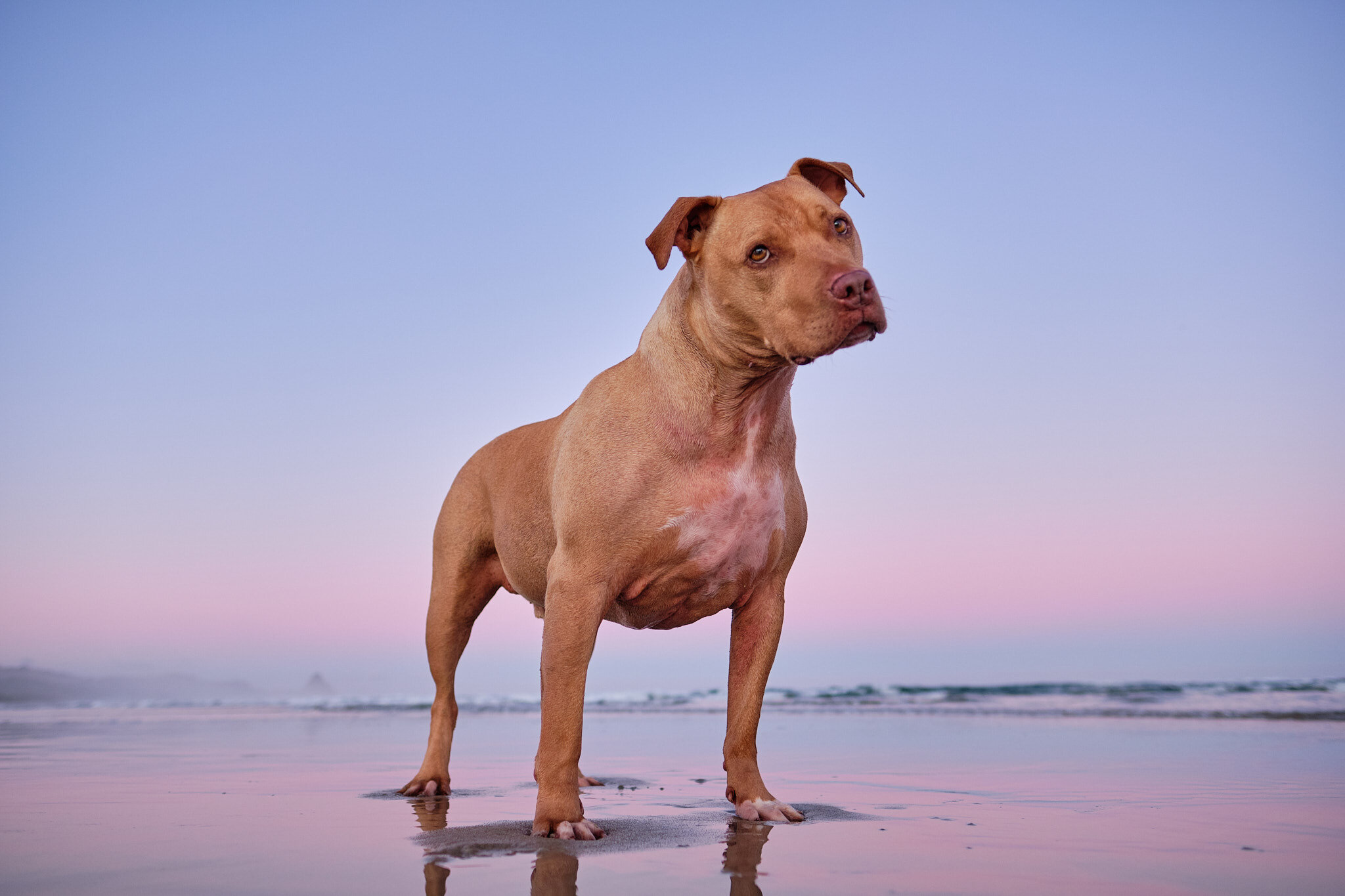 Dog Photography Dunedin