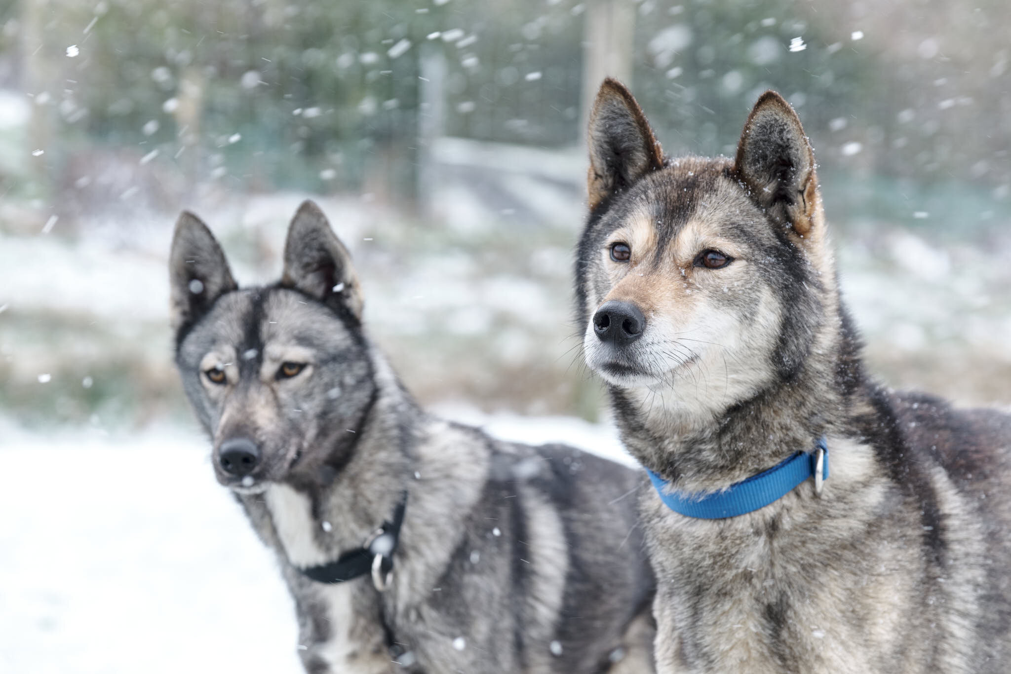 Dog Photographer