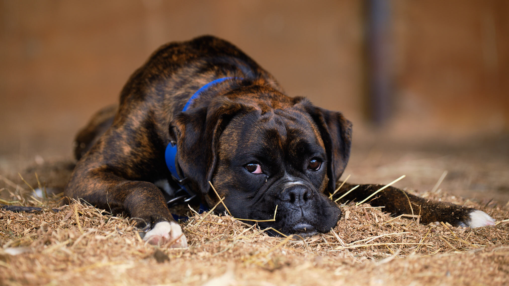 Dog Photographer Dunedin