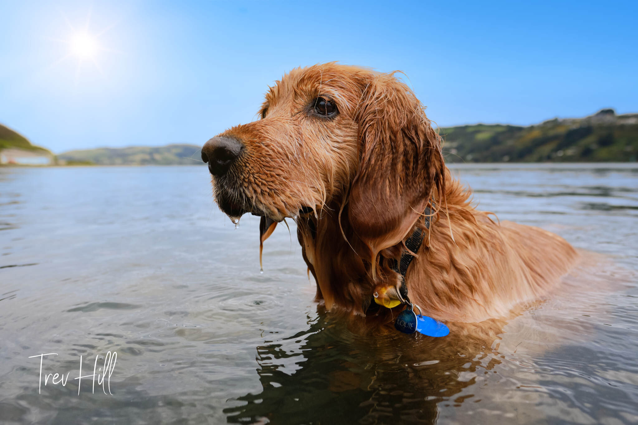 Dog Photography Dunedin
