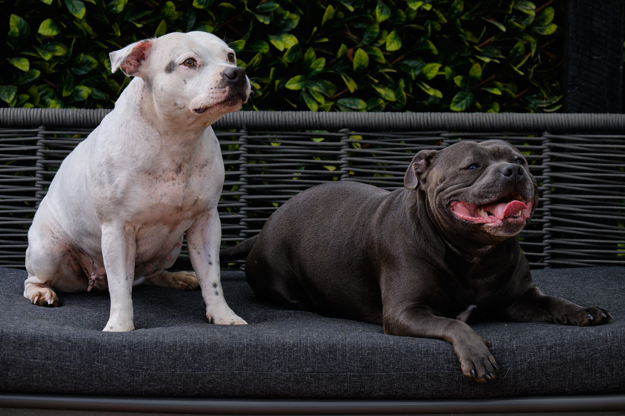 Dunedin Dog Photography