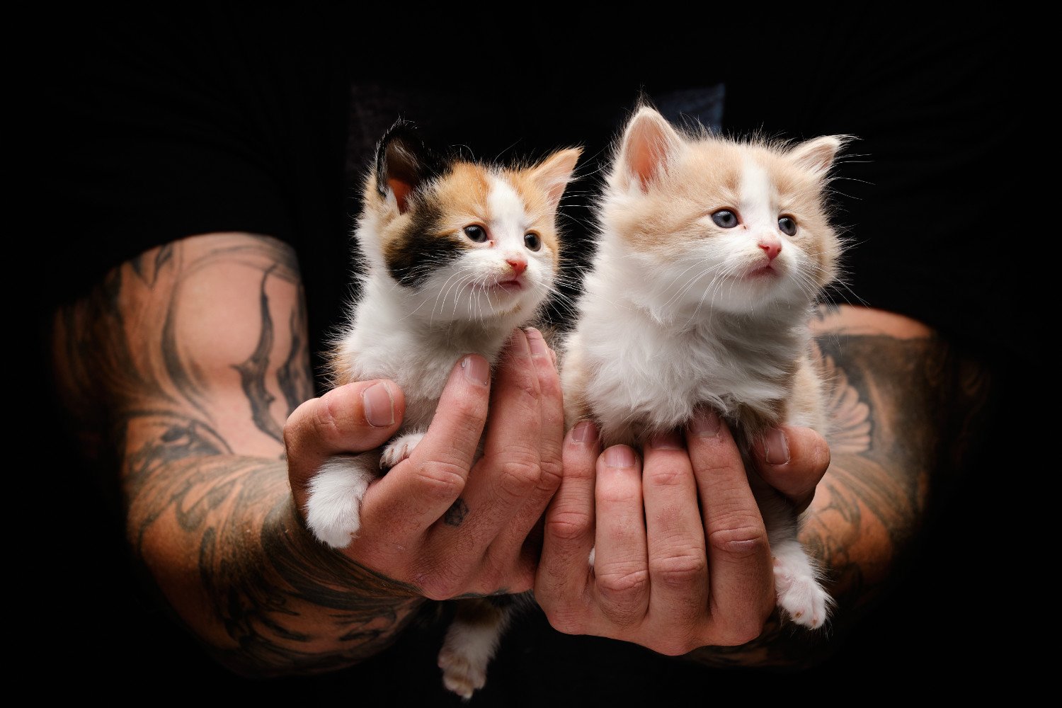 Rescue kittens