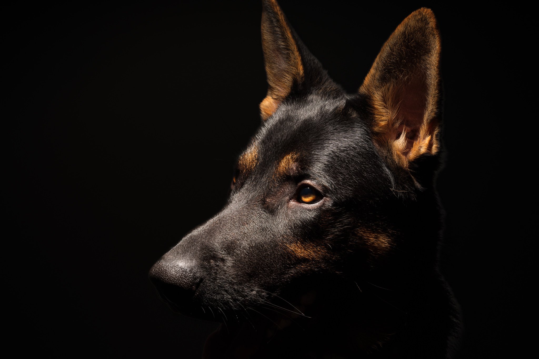 Pet Photography Dunedin 20