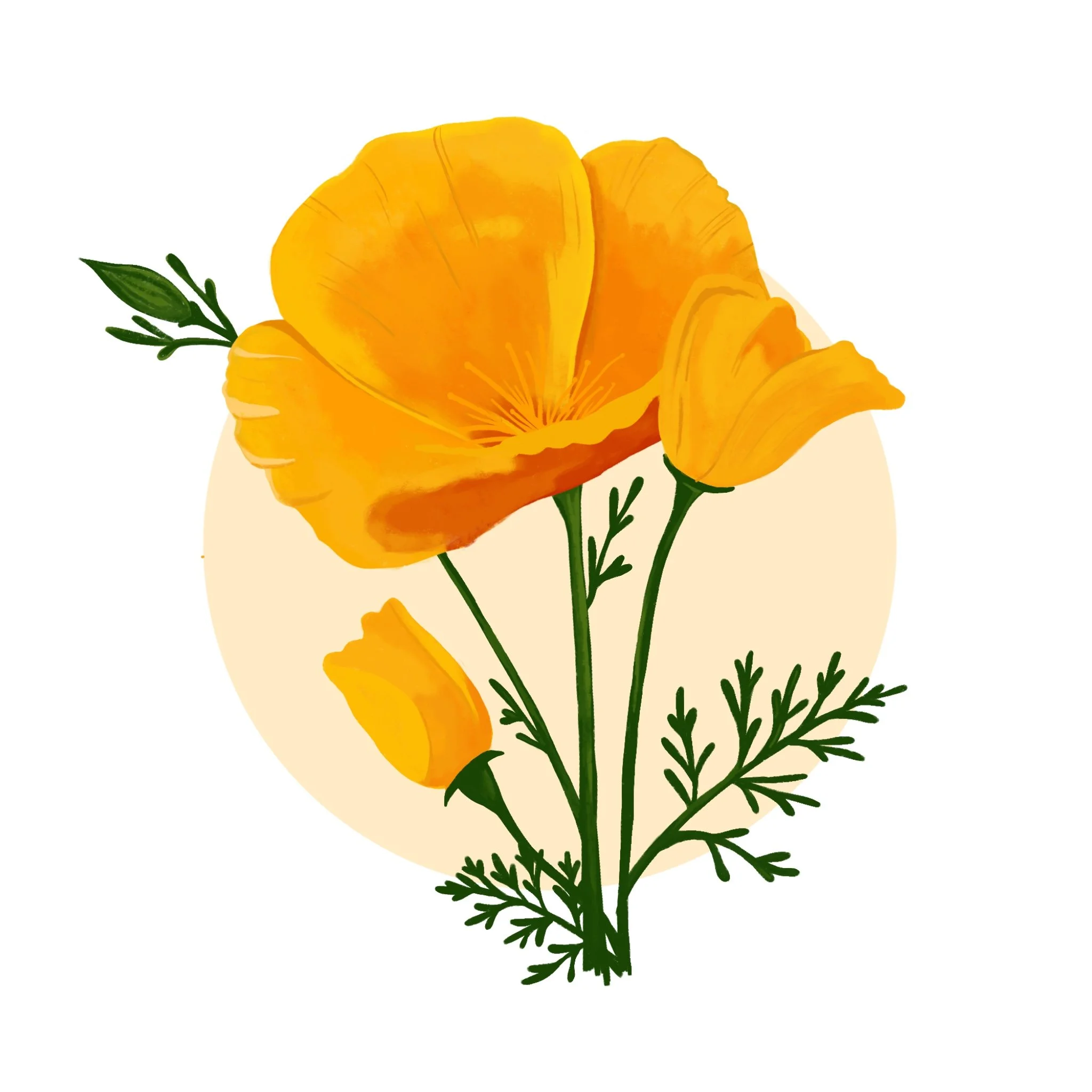 CaliforniaPoppy.jpg