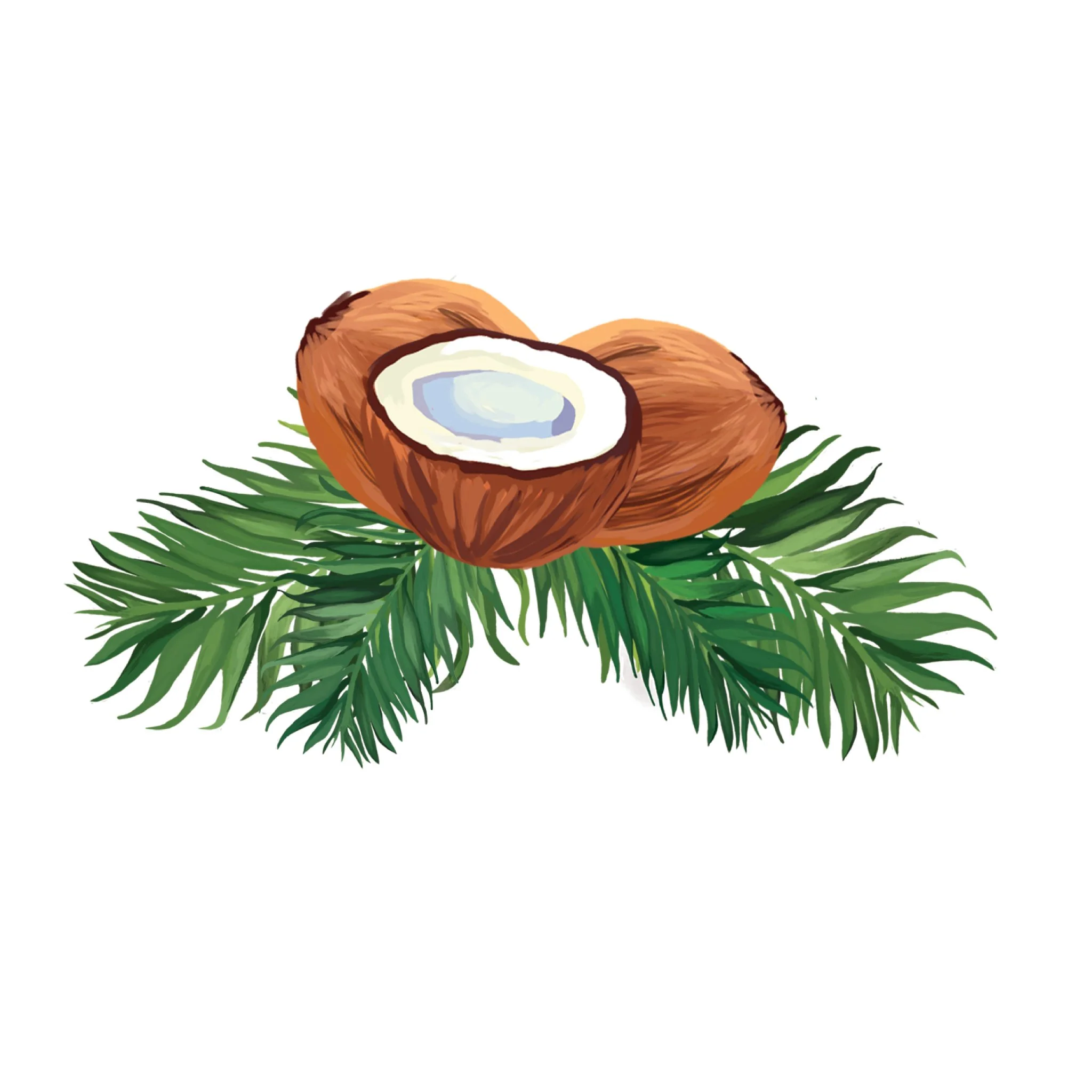 Coconut.jpg