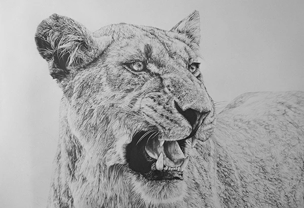 Lioness