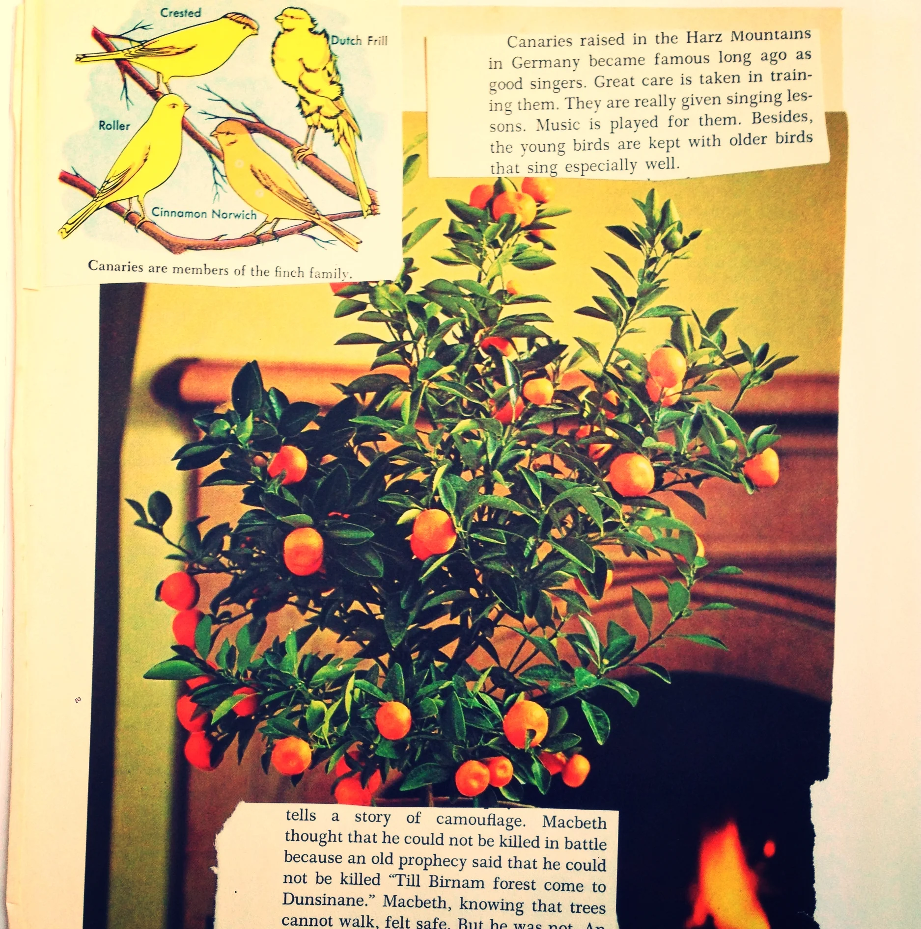 The Tree I am Meant to Be