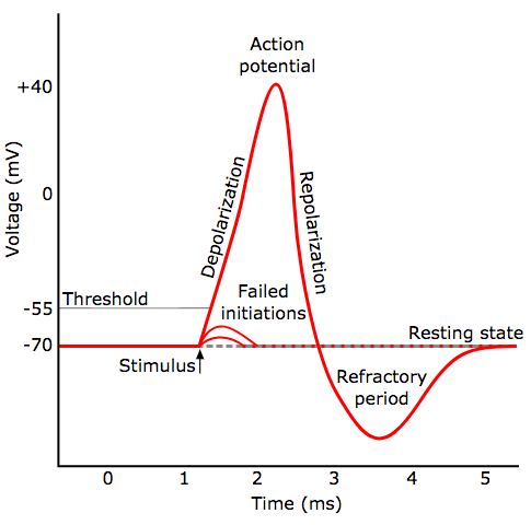 brain-cell-activation-function.png
