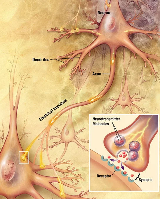brain-neuron.jpg
