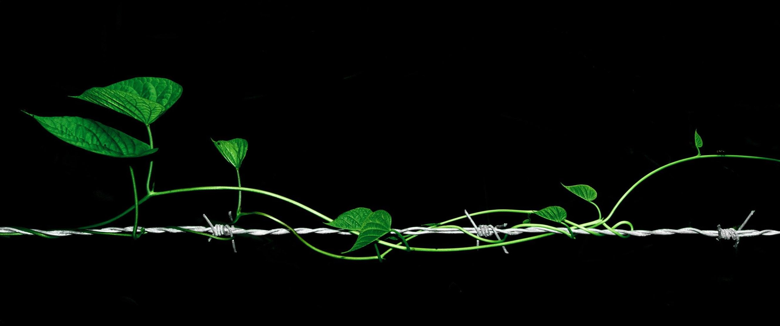 Intertwined