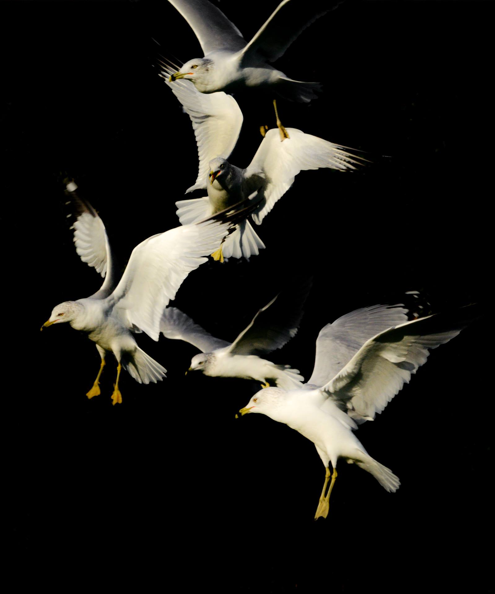 Birds of a Feather