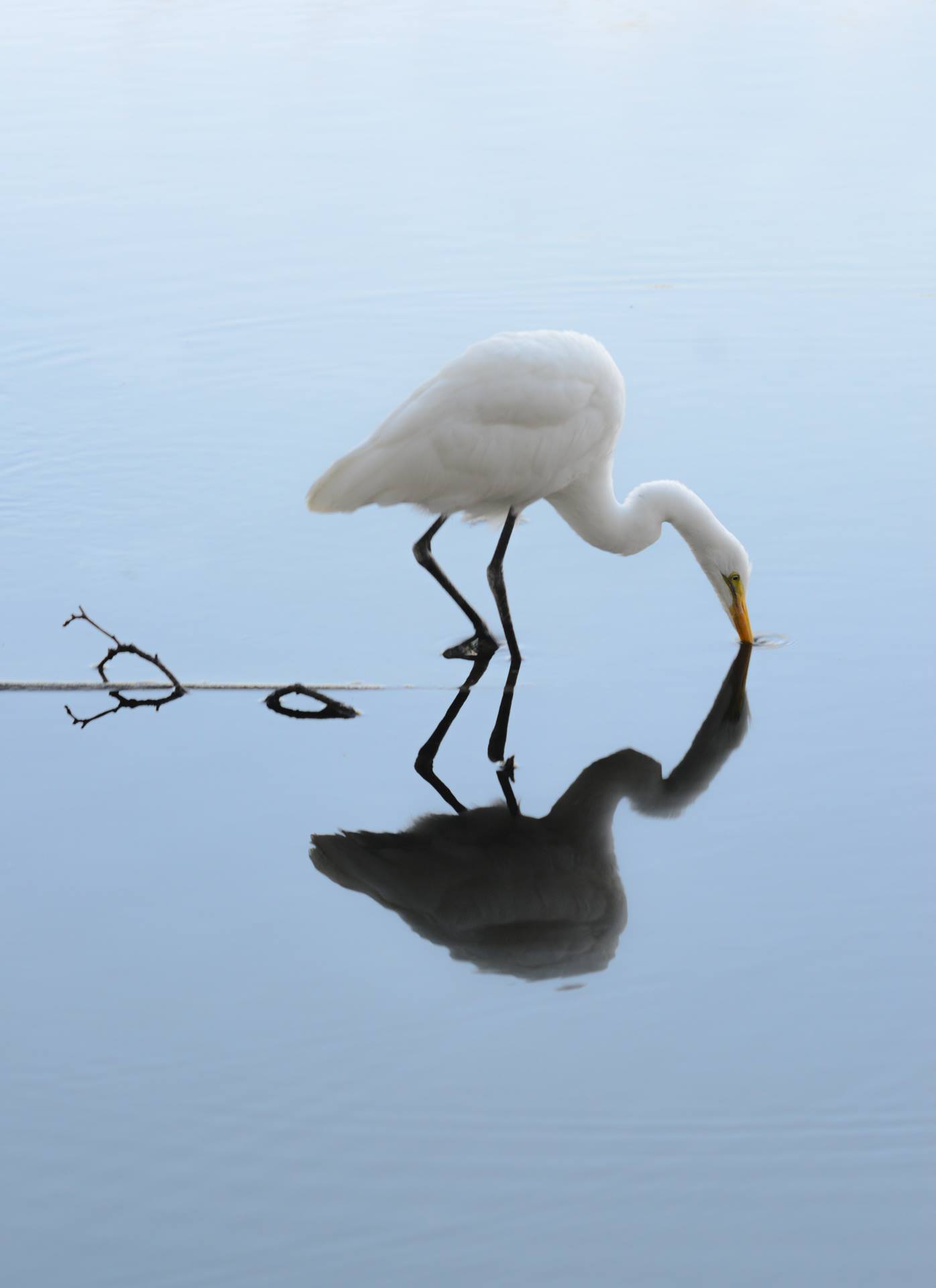 Peace Egret