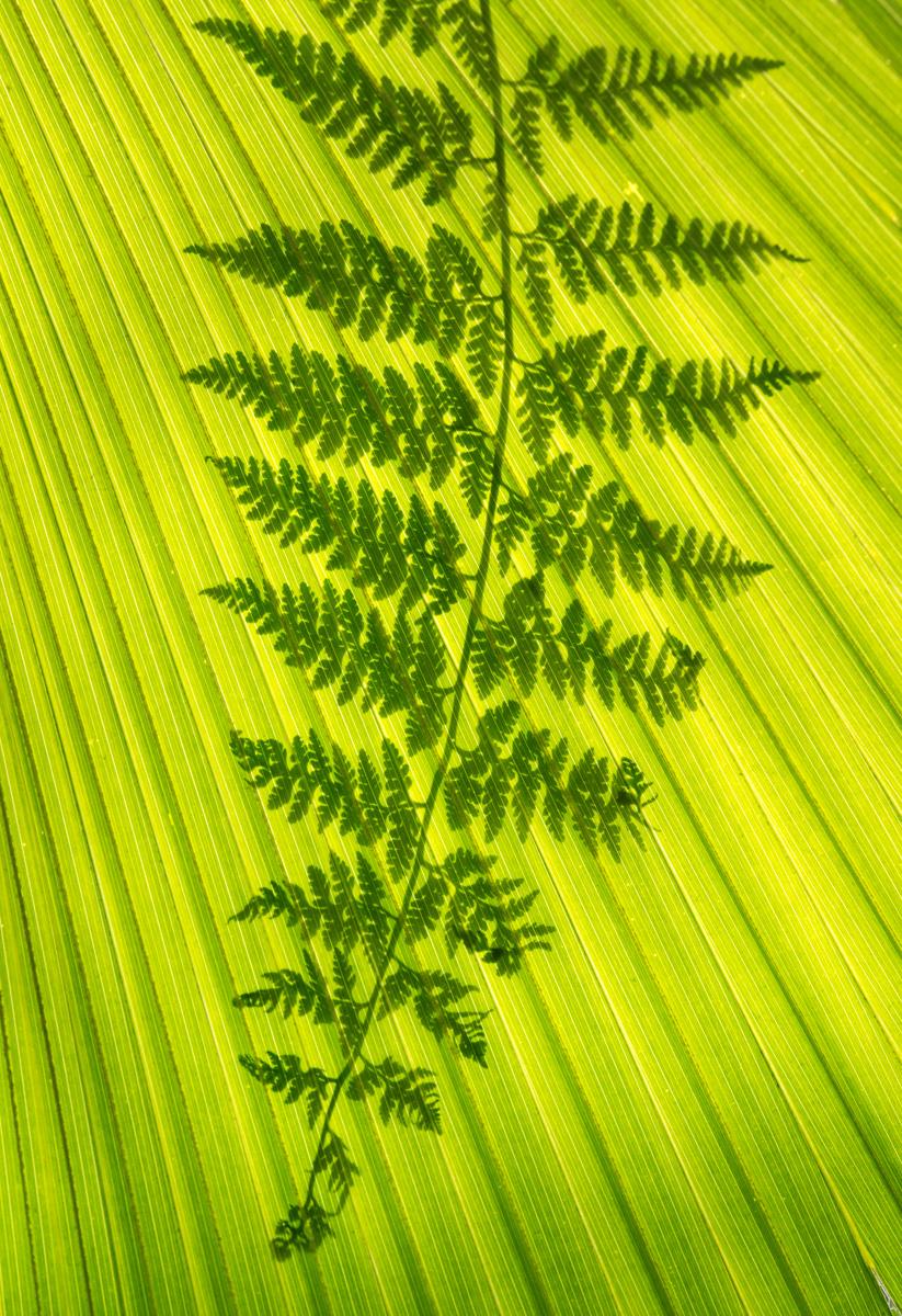 Fractal Fern