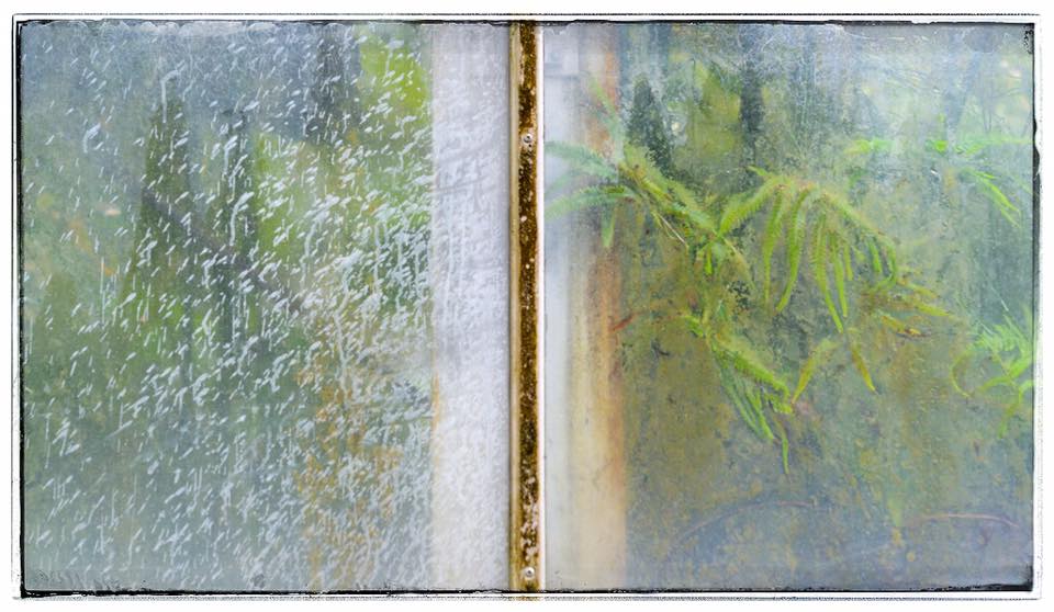 Greenhouse Diptych