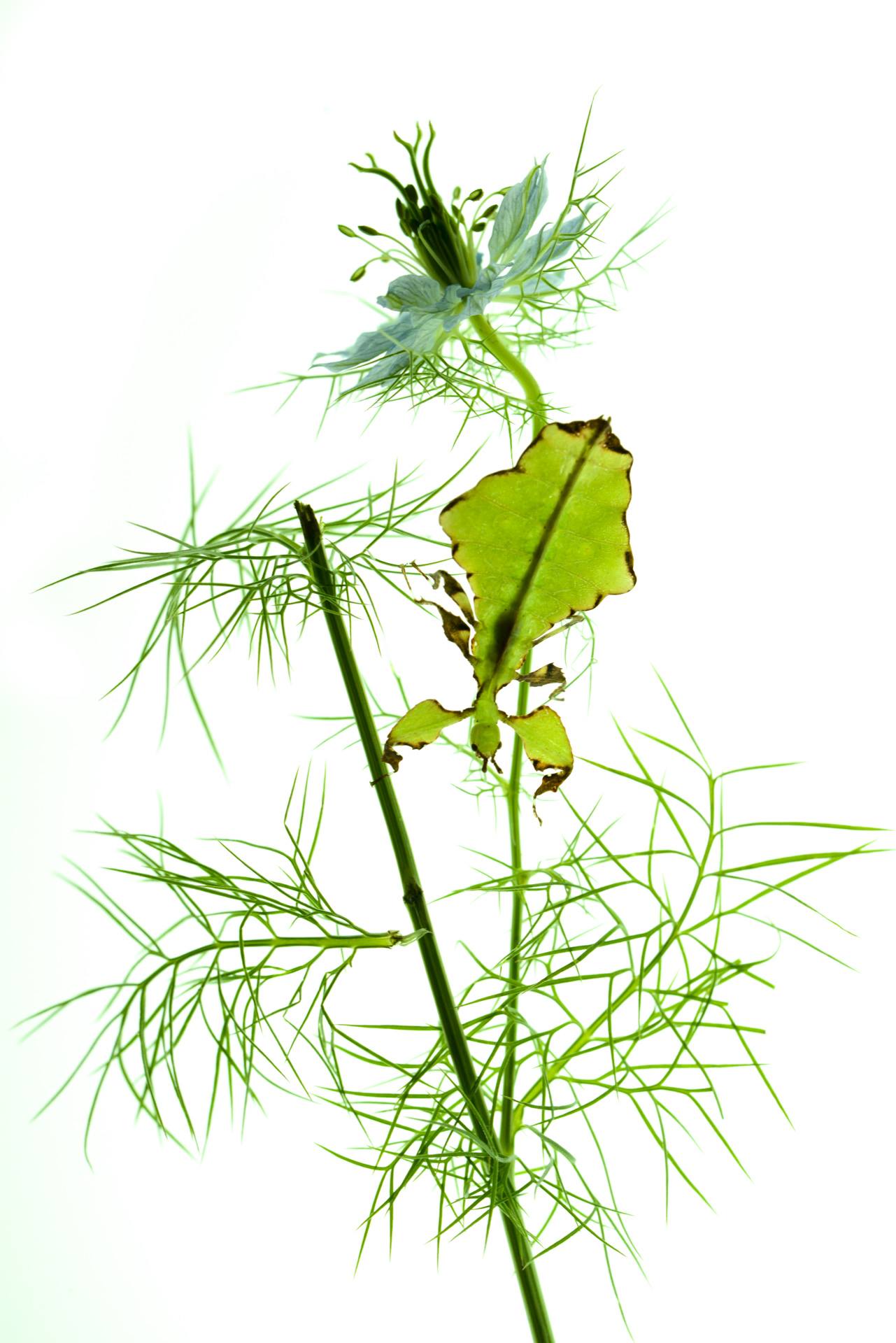 Nigella and Leaf Insect