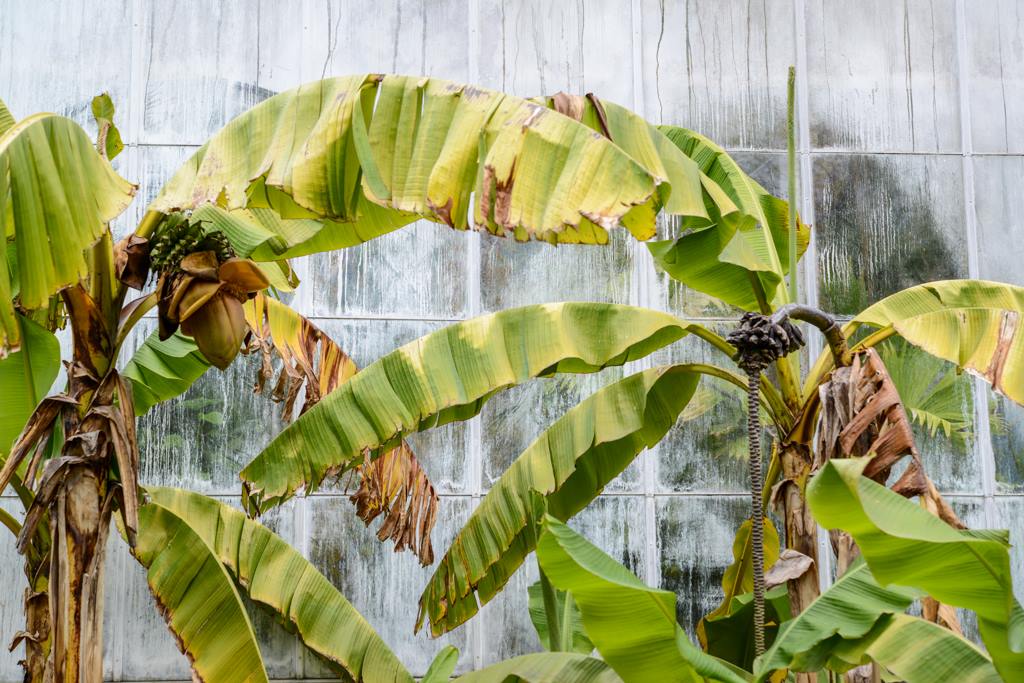 Banana Trees