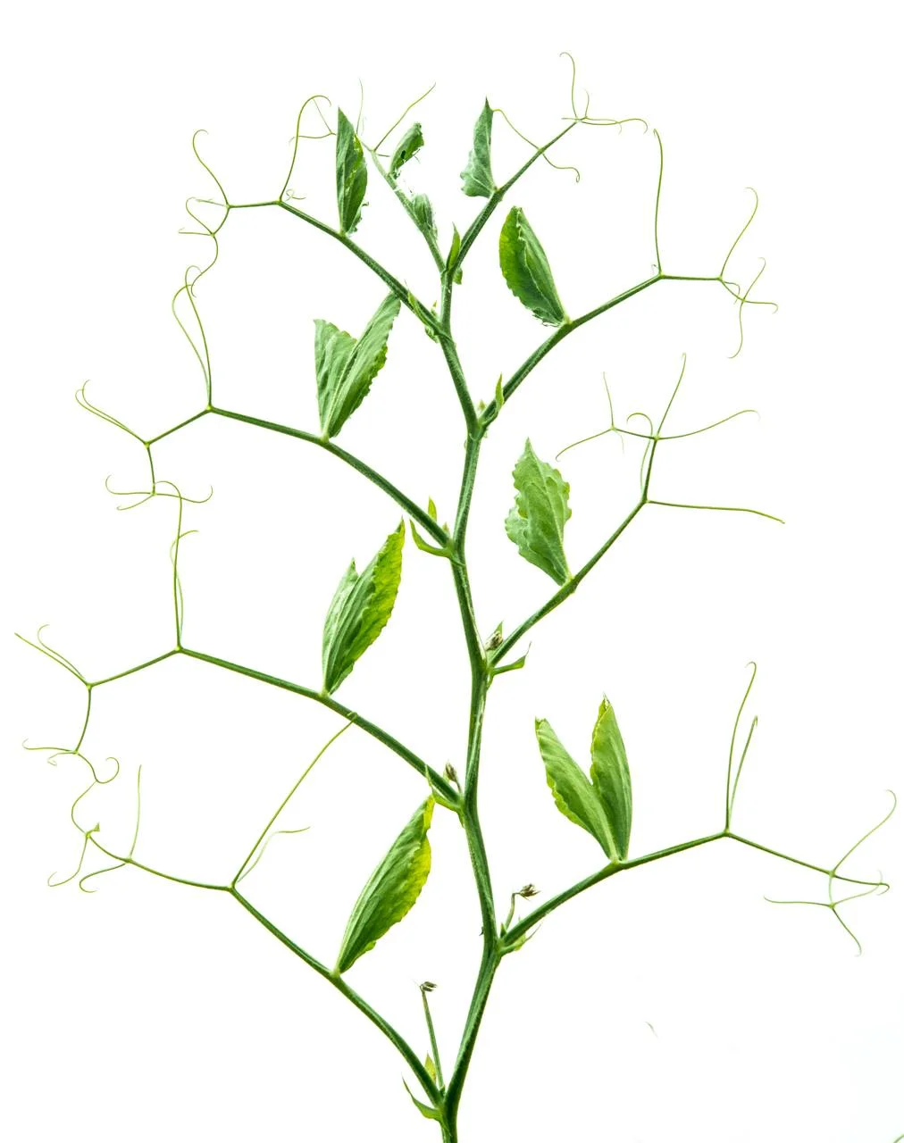 Fractal